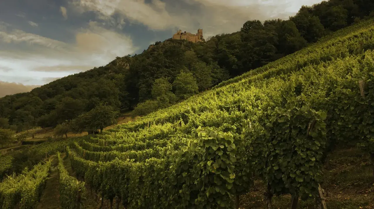 Vignoble verdoyant en pente, dominé par un château médiéval. Idéal pour un gewurztraminer ou un riesling.