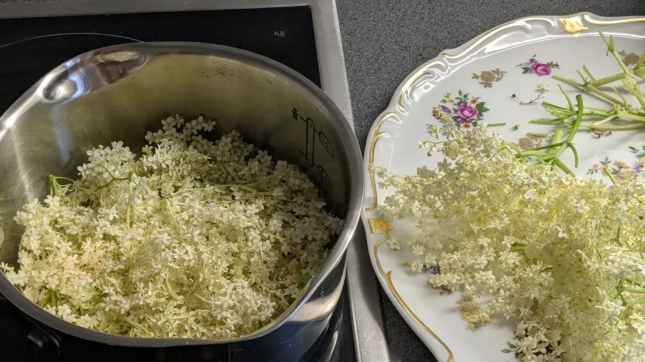Fleurs de sureau dans une casserole et sur une assiette décorée, prêtes pour faire du sirop de sureau.