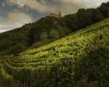 Vignoble verdoyant en pente, dominé par un château médiéval. Idéal pour un gewurztraminer ou un riesling.