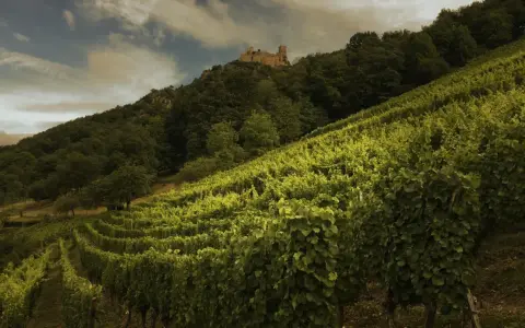 Vignoble verdoyant en pente, dominé par un château médiéval. Idéal pour un gewurztraminer ou un riesling.