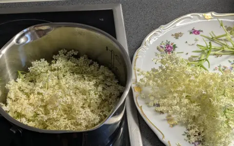 Fleurs de sureau dans une casserole et sur une assiette décorée, prêtes pour faire du sirop de sureau.