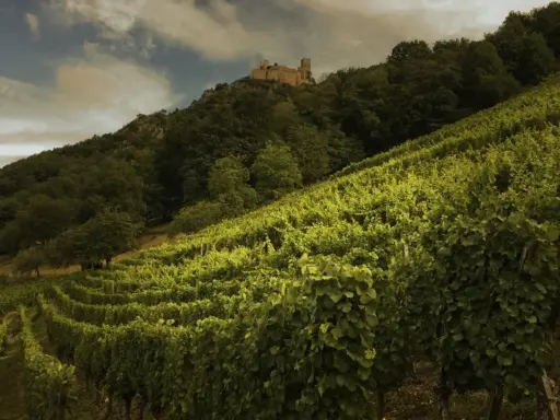Vignoble verdoyant en pente, dominé par un château médiéval. Idéal pour un gewurztraminer ou un riesling.