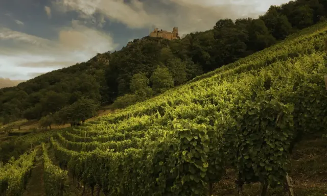 Vignoble verdoyant en pente, dominé par un château médiéval. Idéal pour un gewurztraminer ou un riesling.