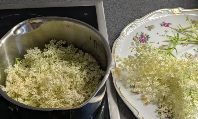 Fleurs de sureau dans une casserole et sur une assiette décorée, prêtes pour faire du sirop de sureau.