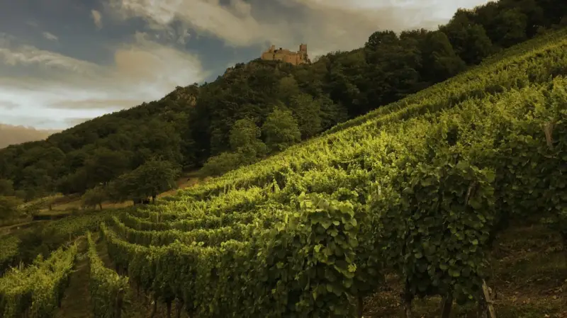Vignoble verdoyant en pente, dominé par un château médiéval. Idéal pour un gewurztraminer ou un riesling.